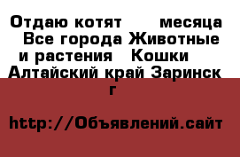 Отдаю котят. 1,5 месяца - Все города Животные и растения » Кошки   . Алтайский край,Заринск г.